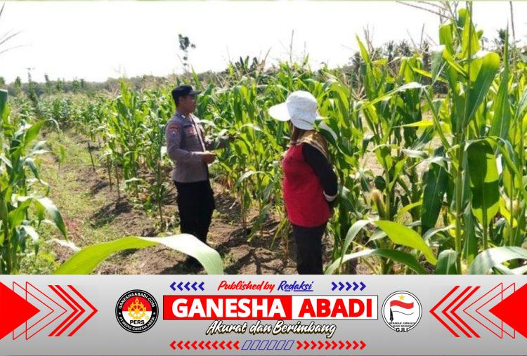 Bhabinkamtibmas Polsek Tegaldlimo Dampingi dan Monitor Pertumbuhan Jagung Warga, Dukung Ketahanan Pangan Nasional