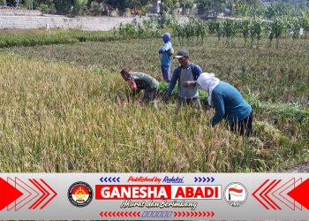 Panen Raya Menggembirakan, Babinsa dan Petani Petik Hasil Kerja Keras