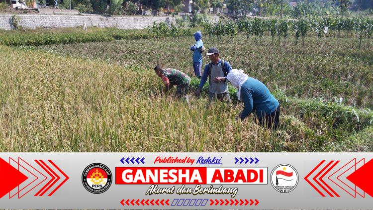 Panen Raya Menggembirakan, Babinsa dan Petani Petik Hasil Kerja Keras
