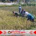 Panen Raya Menggembirakan, Babinsa dan Petani Petik Hasil Kerja Keras