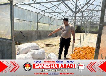 Polsek Muara Uya Bantu Serap Hasil Panen Jagung Petani, Dukung Swasembada Pangan 2026