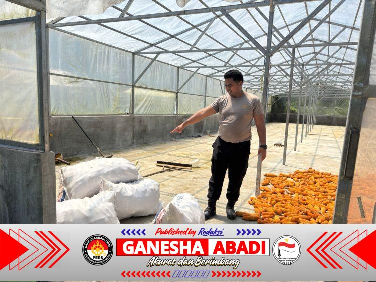 Polsek Muara Uya Bantu Serap Hasil Panen Jagung Petani, Dukung Swasembada Pangan 2026