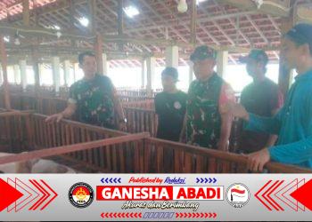 Curhat di Kandang Kambing, Cara Unik Babinsa Gemolong Cegah Penyakit Ternak