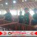 Curhat di Kandang Kambing, Cara Unik Babinsa Gemolong Cegah Penyakit Ternak