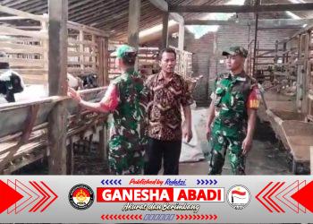 Sentuhan Babinsa di Kandang Kambing, Semangat Peternak Kian Berkobar