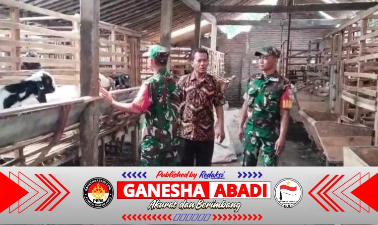 Sentuhan Babinsa di Kandang Kambing, Semangat Peternak Kian Berkobar