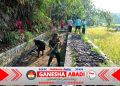 Babinsa Koramil 10/Sambi Bersama Warga Bersihkan Irigasi, Dukung Ketahanan Pangan di Desa Catur