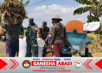 Tak Hanya Mengawal, Babinsa Sukodono Ikut Memanen Harapan Petani