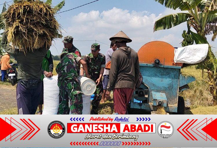 Tak Hanya Mengawal, Babinsa Sukodono Ikut Memanen Harapan Petani