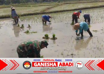 Lumpur di Kaki, Harapan di Hati: Babinsa Miri Tanam Padi Bersama Petani