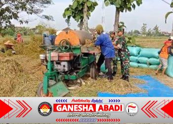 Babinsa Menyatu dengan Petani, Panen Padi Jadi Bukti Kepedulian