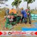 Babinsa Menyatu dengan Petani, Panen Padi Jadi Bukti Kepedulian