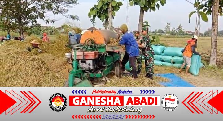 Babinsa Menyatu dengan Petani, Panen Padi Jadi Bukti Kepedulian