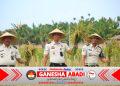 Lahan SAE Paswangi Kembali Memasuki Masa Panen Padi, Proyeksi Hasil Capai 2,4 Ton Gabah