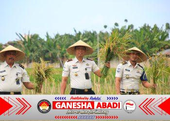 Lahan SAE Paswangi Kembali Memasuki Masa Panen Padi, Proyeksi Hasil Capai 2,4 Ton Gabah