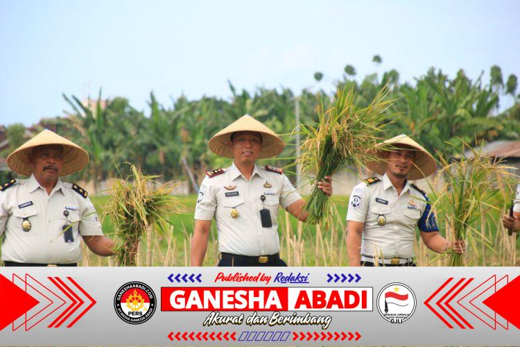 Lahan SAE Paswangi Kembali Memasuki Masa Panen Padi, Proyeksi Hasil Capai 2,4 Ton Gabah