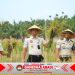 Lahan SAE Paswangi Kembali Memasuki Masa Panen Padi, Proyeksi Hasil Capai 2,4 Ton Gabah