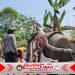 Jembatan Merah Putih Wujudkan Impian Warga Gumukrejo, Sasak Bambu Berganti Jembatan Beton Kokoh