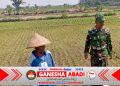 Babinsa Potronayan Semangati Petani Hadapi Musim Kemarau, Optimistis Panen MT III Berlimpah dan Harga Gabah Menguntungkan