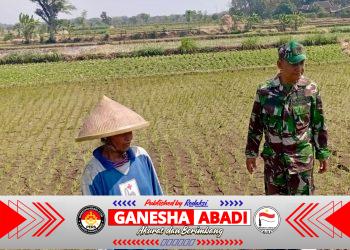 Babinsa Potronayan Semangati Petani Hadapi Musim Kemarau, Optimistis Panen MT III Berlimpah dan Harga Gabah Menguntungkan