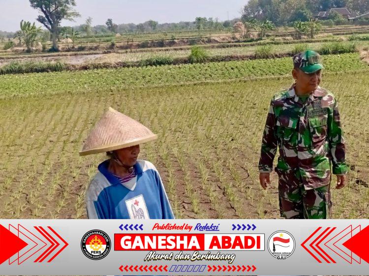 Babinsa Potronayan Semangati Petani Hadapi Musim Kemarau, Optimistis Panen MT III Berlimpah dan Harga Gabah Menguntungkan