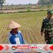 Babinsa Potronayan Semangati Petani Hadapi Musim Kemarau, Optimistis Panen MT III Berlimpah dan Harga Gabah Menguntungkan