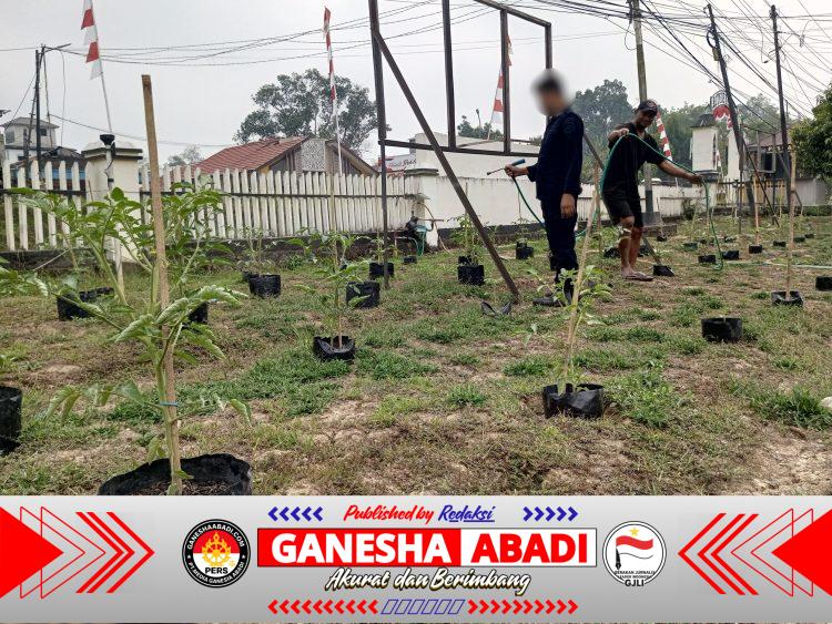 Hadapi Musim Kemarau, Rutan Buntok Tingkatkan Perawatan Tanaman Tomat dan Pepaya