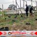 Hadapi Musim Kemarau, Rutan Buntok Tingkatkan Perawatan Tanaman Tomat dan Pepaya