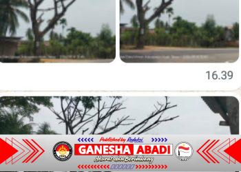 Pohon Lapuk Lintas MedanβBanda Aceh Ancam Keselamatan Warga, Aktivis BAI Soroti Respons BPBD Aceh Timur