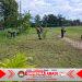 Aksi Kerja Bakti Koramil Gemolong, Sulap Lapangan Bola Dukuh Semi Jadi Asri dan Bersih